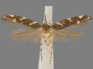 Eteobalea sexnotella