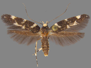 Eteobalea wyattella