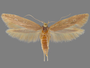 Limnaecia phragmitella