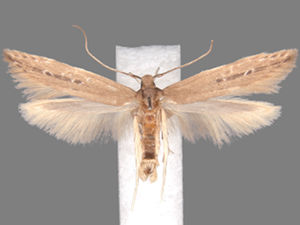 Limnaecia phragmitella