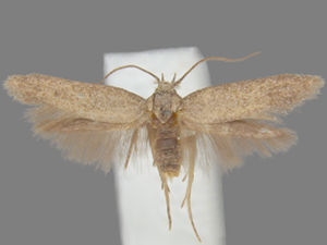 Teladoma helianthi