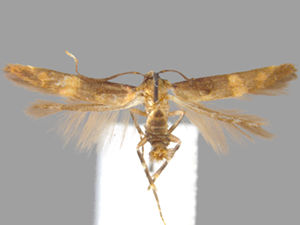 Stilbosis tesquella