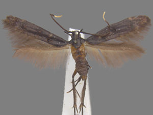 Walshia elegans