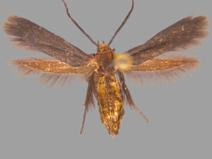 Scythris fuscicomella