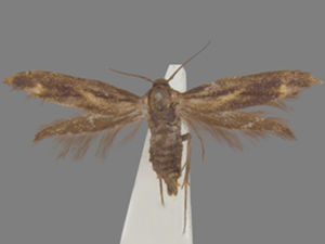 Landryia impositella