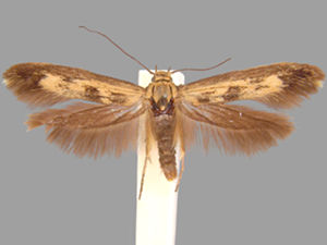 Scythris limbella