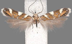 Aristotelia monilella