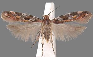 Aristotelia pudibundella