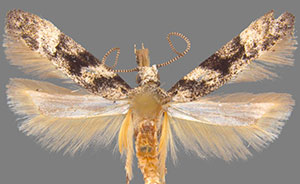 Coleotechnites atrupictella