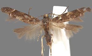 Coleotechnites carbonaria