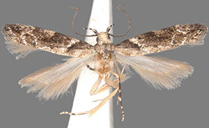 Coleotechnites coniferella