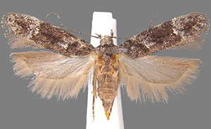 Neotelphusa querciella