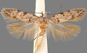 Pseudotelphusa betulella