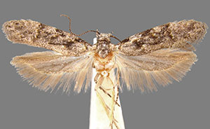 Xenolechia querciphaga