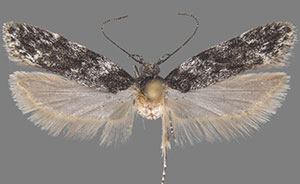 Gelechia lynceella