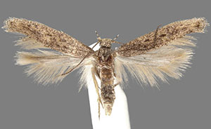 Scrobipalpula potentella