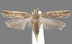 Symmetrischema striatella