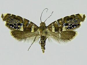 Glyphipterix nordini