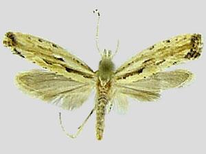 Plutella porrectella