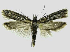 Ypsolopha barberella