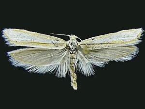 Ypsolopha cockerella