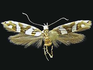 Argyresthia calliphanes