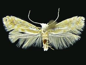 Argyresthia freyella