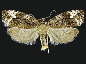 Apotomis tertiana