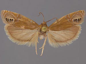 Eucosma annetteana