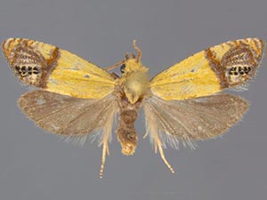 Eucosma millerana