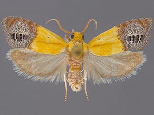 Eucosma litorea