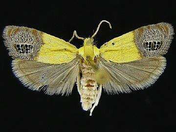 Eucosma litorea