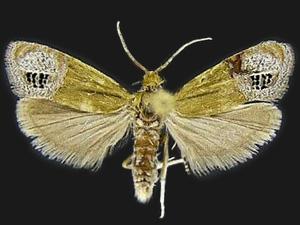 Eucosma litorea