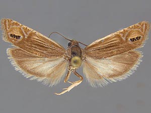 Eucosma autumnana