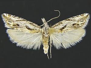 Eucosma tenuiana