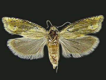 Eucosma stramineana