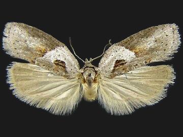 Acleris maculidorsana