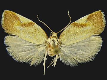 Acleris foliana