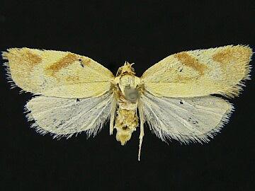 Acleris foliana