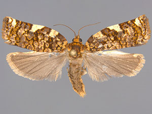 Archips goyerana