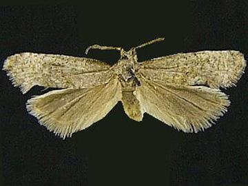 Cochylis carmelana