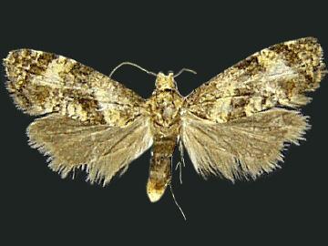 Rolandylis fusca