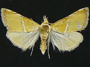 Abegesta reluctalis