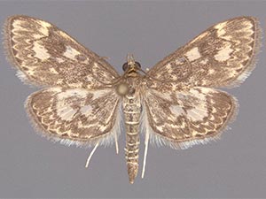 Anania plectilis