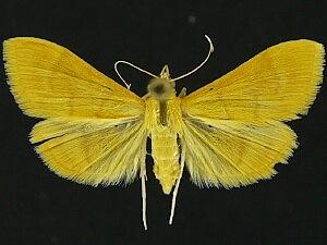 Pyrausta aurea