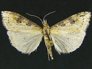 Udea itysalis