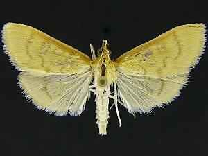 Mecyna submedialis