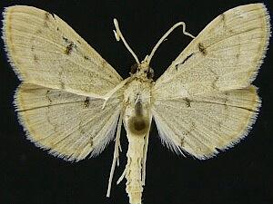 Blepharomastix achroalis