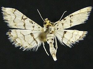 Hileithia aplicalis