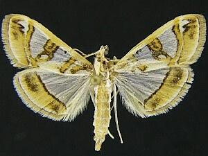 Glyphodes pyloalis